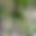 BandLab banner for @foliage