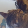 BandLab profile picture for @patriotic