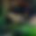 BandLab banner for @hubris