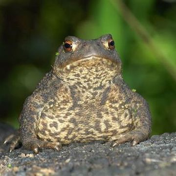 Norwegian Toad (@user7679215085388096) • BandLab - Make Music Online