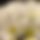 BandLab banner for @perpetual