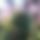 BandLab banner for @flowering