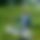 BandLab banner for @chestnuts