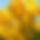 BandLab banner for @harsh2703