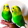 BandLab profile picture for @parrots