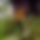 BandLab banner for @challenges